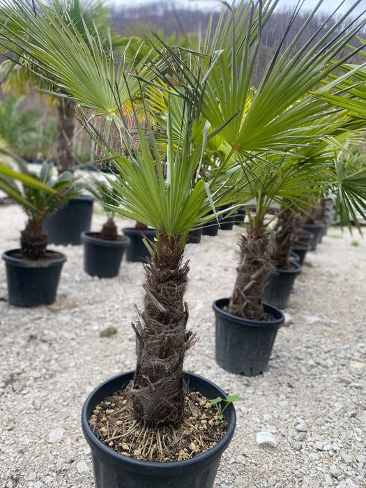 Palmier Trachycarpus Fortunei Natural și Elegant