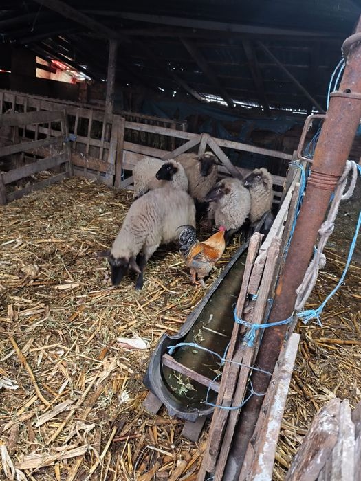 De vanzare 4 mielute si un berbecut , de prasila posibil gestante