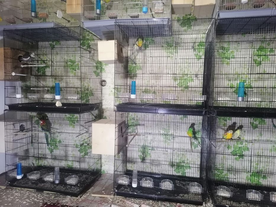 Попугаев оптом срочно по нужде продаю.Толка оптом