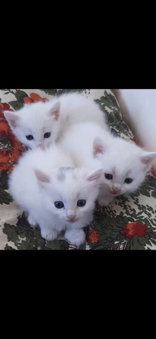 Отдам котят бесплатно