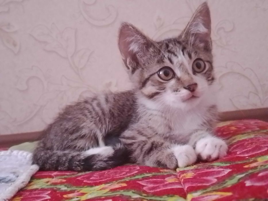 Котёнок, мальчик ищет постоянный дома