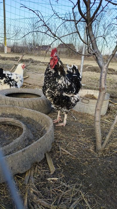 Oua de gaini pt incubator