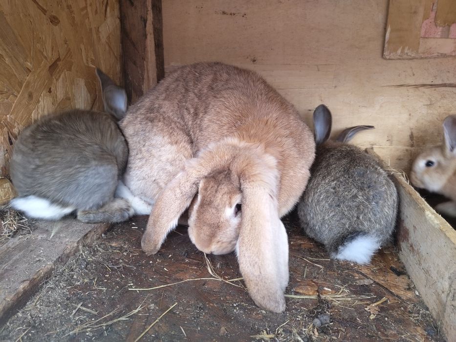 Vand iepuri de 2 luni si 1 an