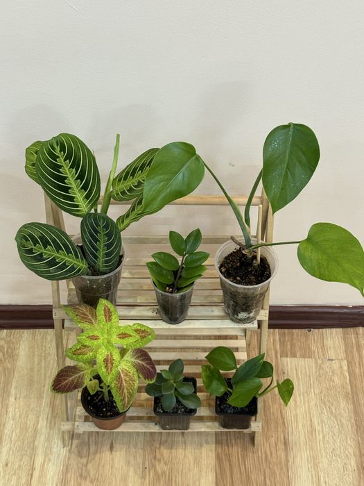 Наборы из 6 цветов