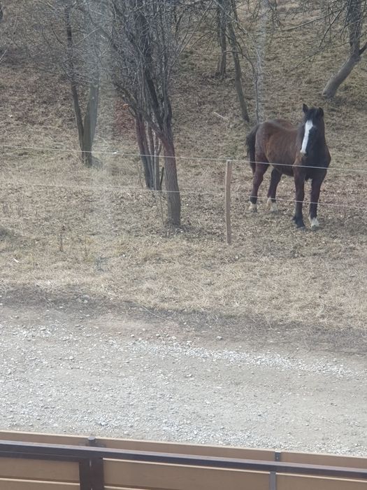 Vând iapa de 2 ani,cu acte.( Pașaport)