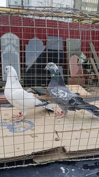 Голуби пакистанцы