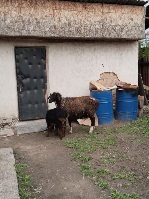 4 Козылы койлар сатылады