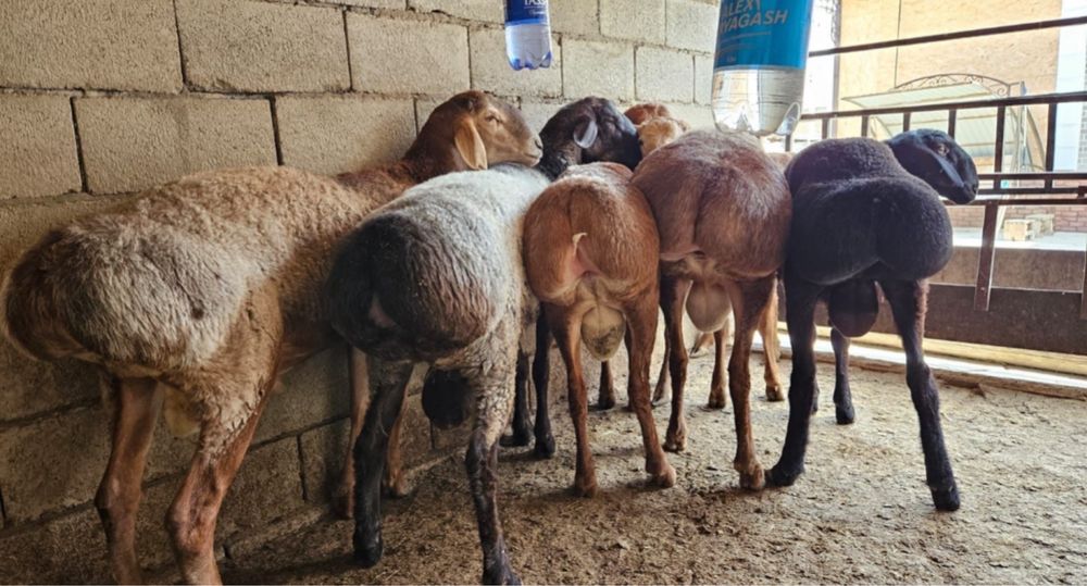 Семіз қойлар тоқтылар