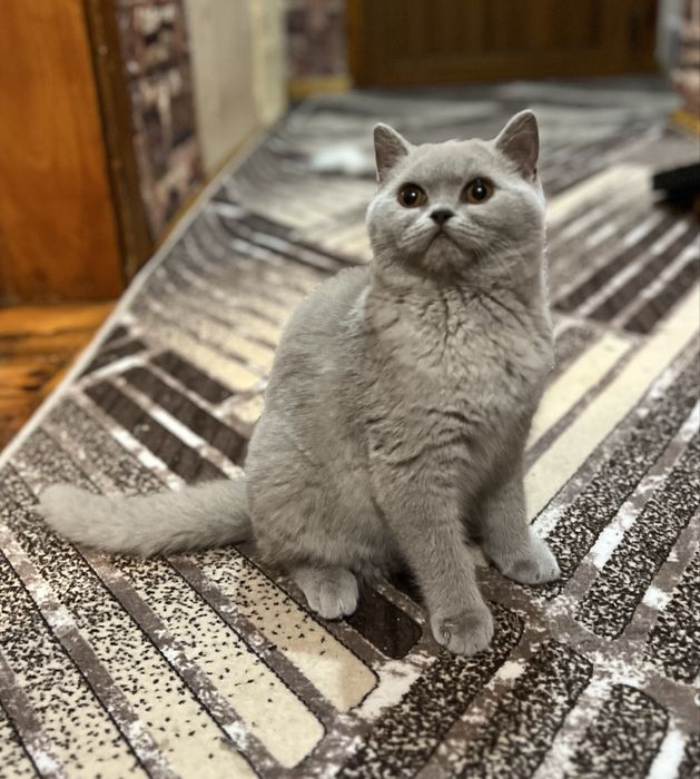 Чистокръвно Британско коте