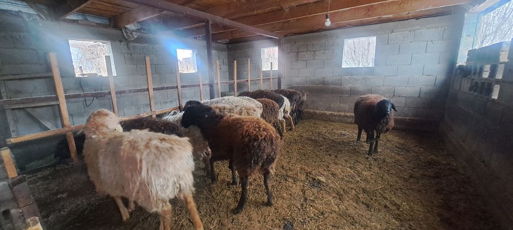 Кой токты бараны