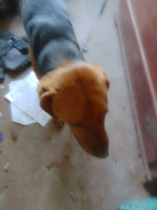 Продавам куче българско гонче младо здраво за прасета