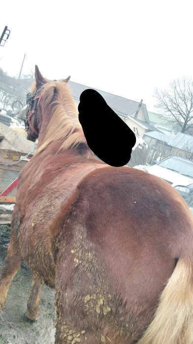 Vând armăsar de doi ani!!