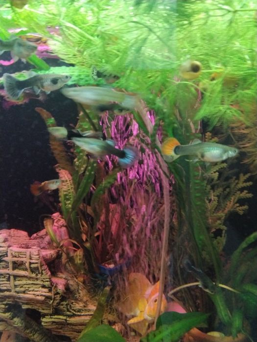 Аквариумные рыбки
