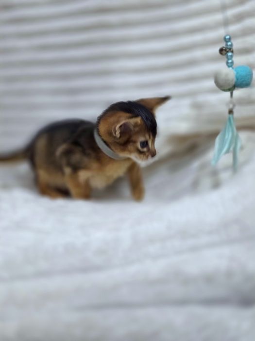 Абиссинские котята