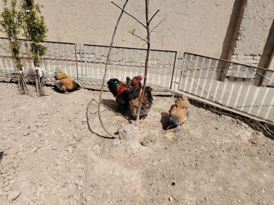 Brama Tuxumlari Sotuvda Zakasga Xam Yegib Beraman