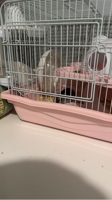 Отдам бесплатно хомяк девочка