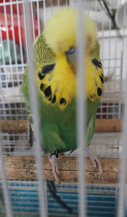 Papagali perusi standard