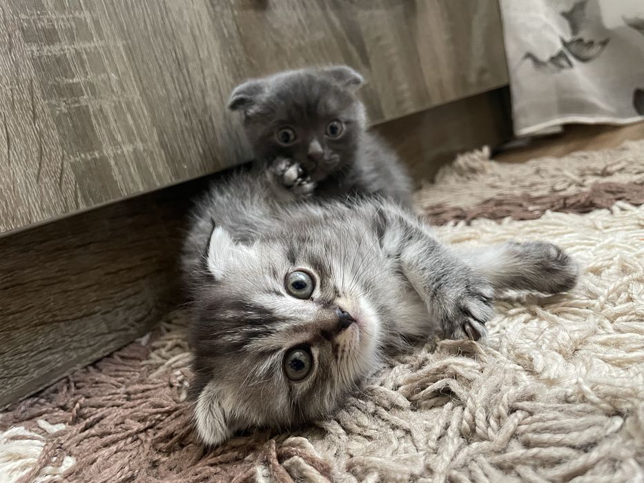 Котята  вислоухие