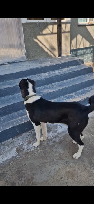 Собака собака собака