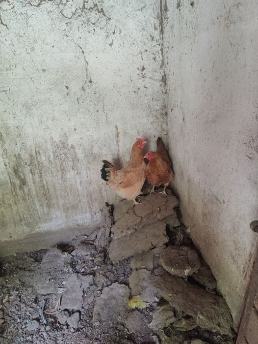 2 домашние курочки