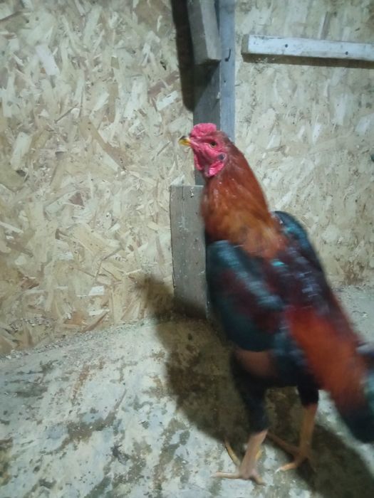 Дакан, апрель. Хороший