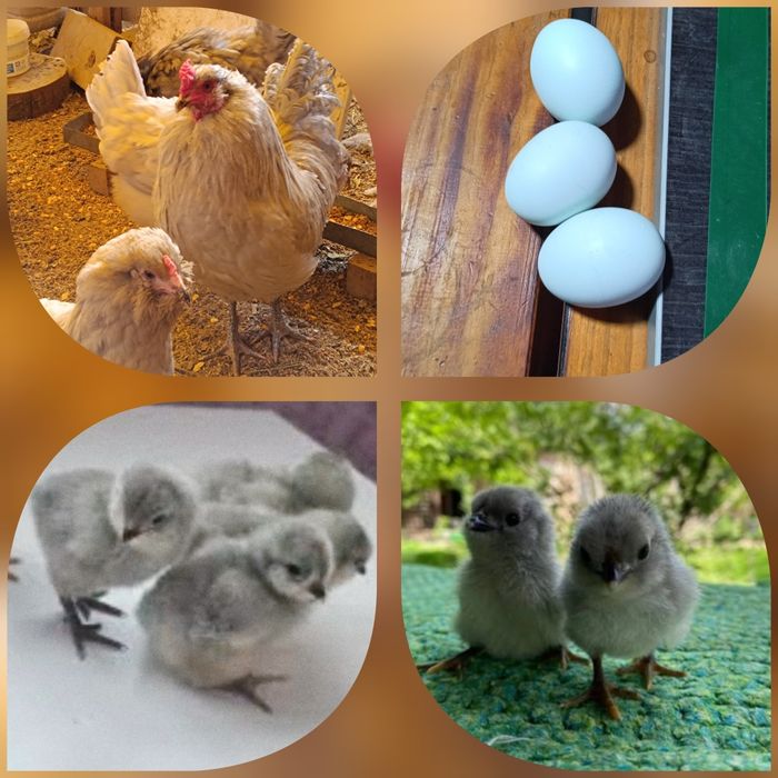 Продам Цыплят. Цены разные..