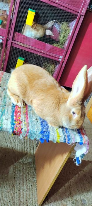 Mascul uriaș german galben