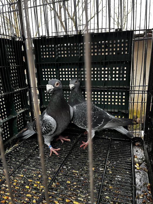 Porumbei voiajori stil vechi