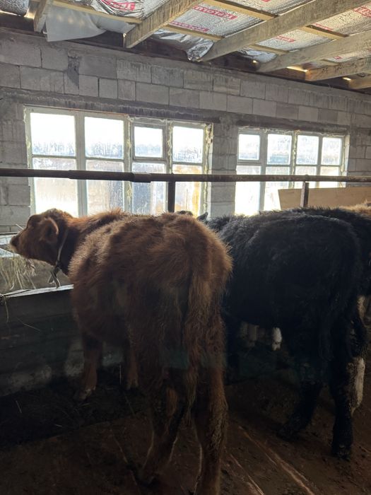 Подсостар сатылады