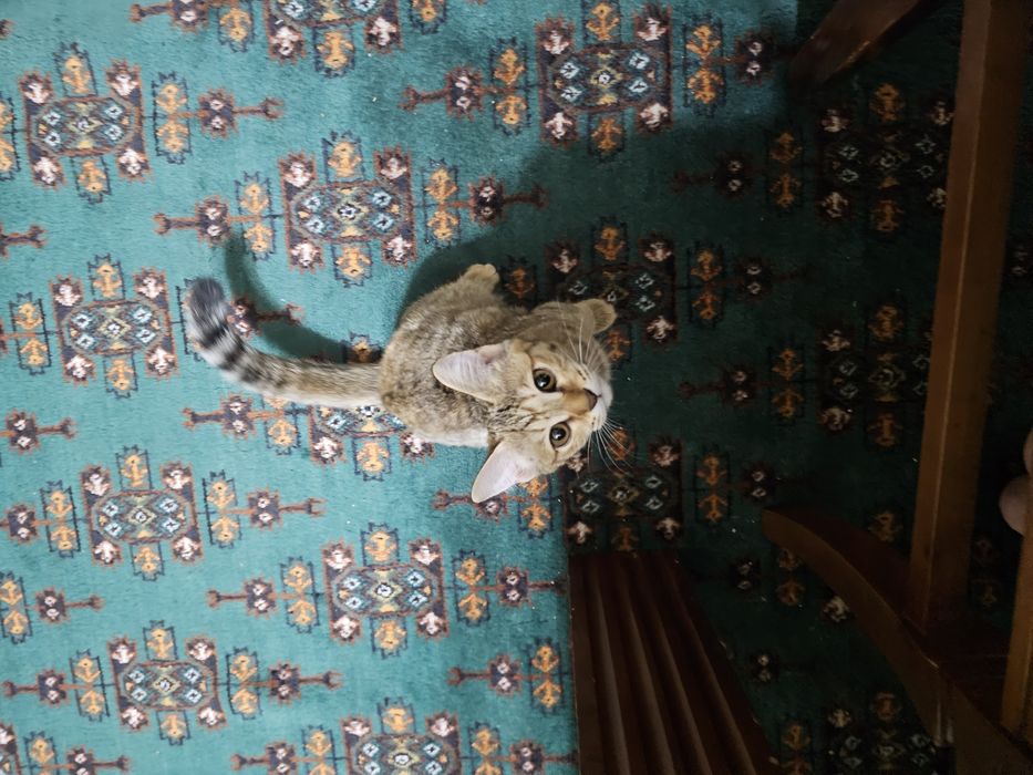 Кошки в хорошие руки