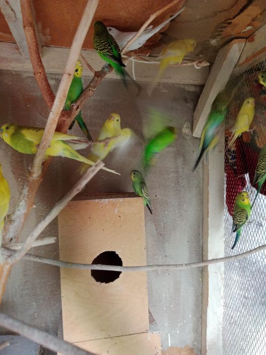 Toʻti qushchalar sotiladi