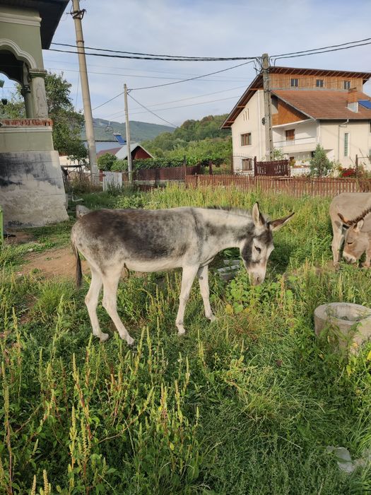 Vand 2 magarite gestante