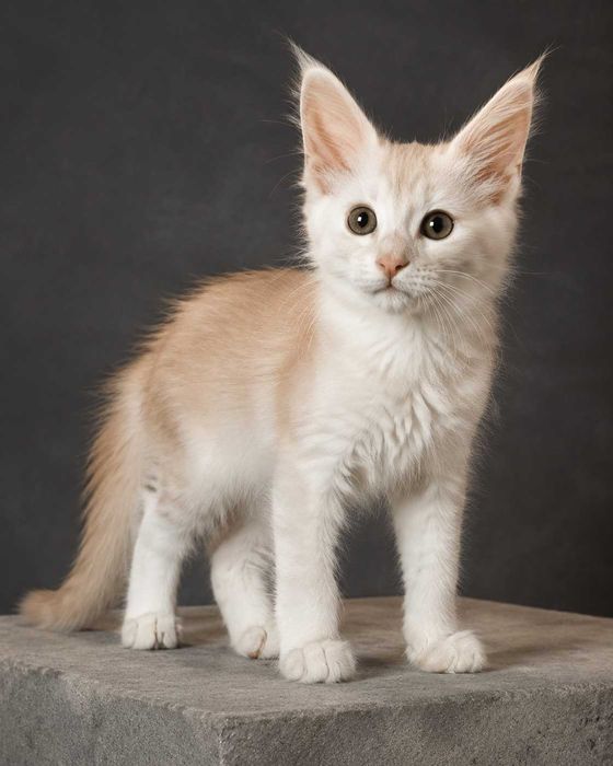 Maine Coon RED SMOKE | culoare spectaculoasă | pedigree WCF Felisa Lynx Rune Code
