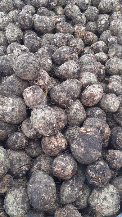 Țelină de vânzare 2 lei