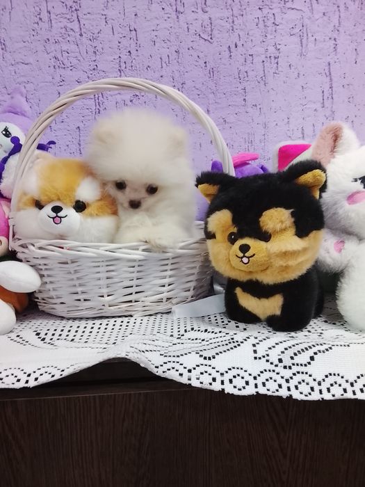 Мальчишка померашка