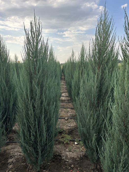 Туя смаракта, голубой можжевельник