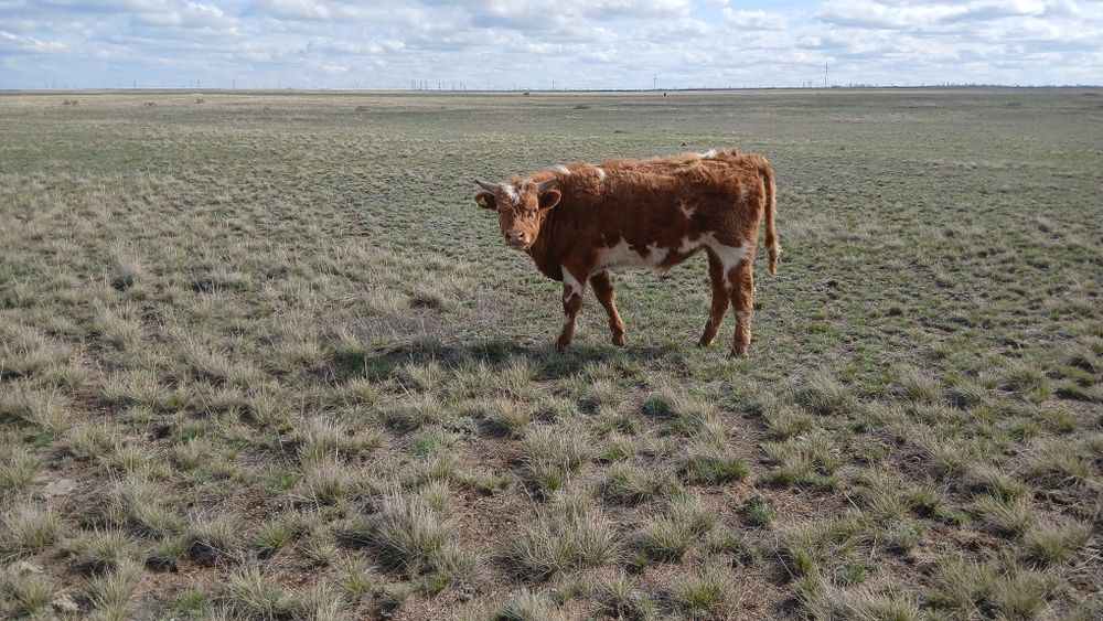 Продам бычков 12 голов