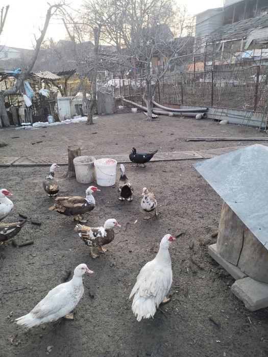 Продам Индоуток...