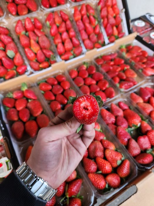 Свежая клубника (Египет)