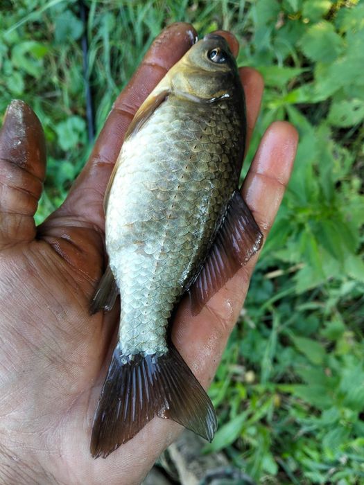 Caras viu pentru populare
