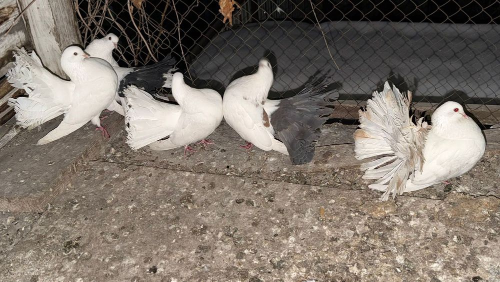 Продам павлинов .