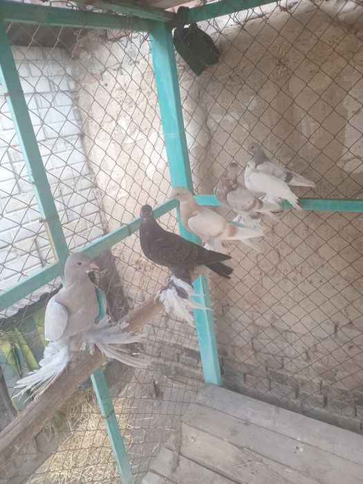 Продам голуби разные