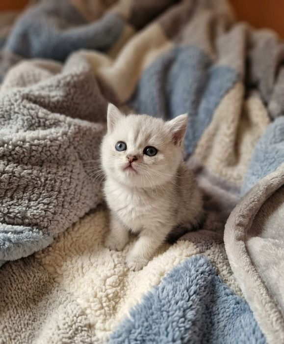 Семья британцев продам