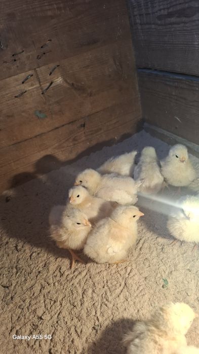 Адлер балапандар 1 апталық