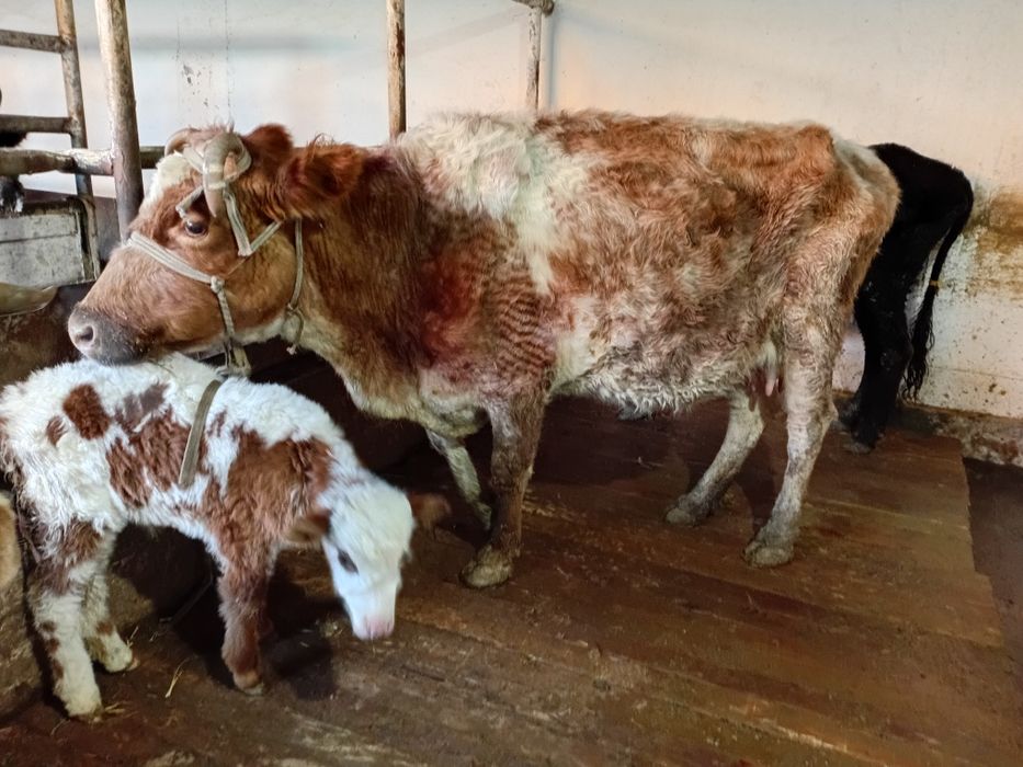 Бесінші тума Сүтті бұзаулы сиыр