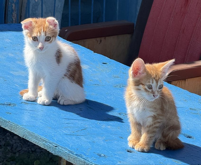 Котята два месяца,два мальчика,