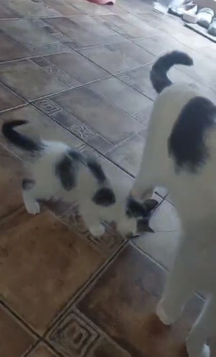 Donez pui de pisoi
