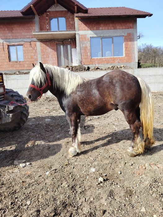 Mânjii și iapă de vânzare