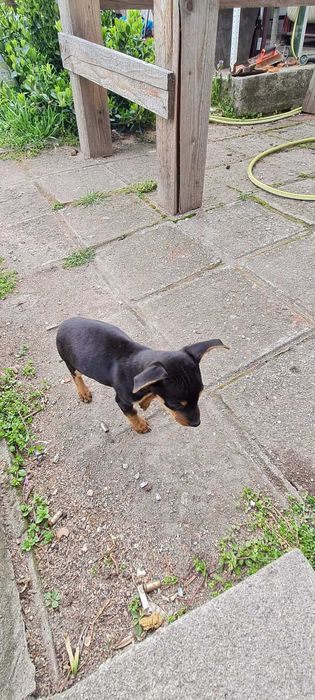 Пинчер женски роден 29.12 има паспорт и 3 ваксини