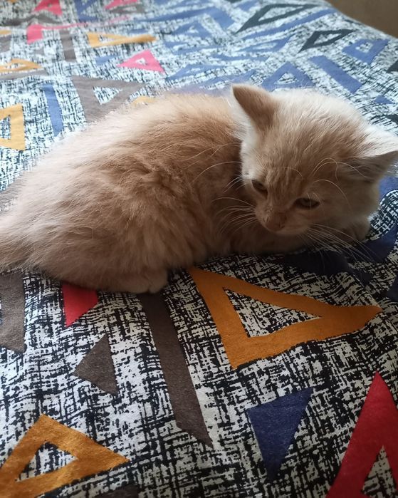 Отдам котёнка в добрые руки девочка